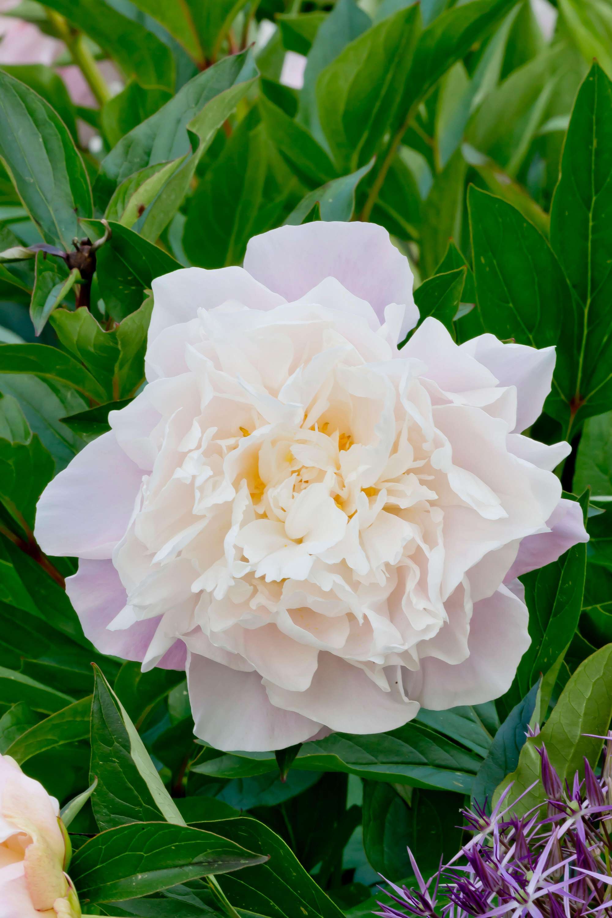 Pion 'Catharina Fontijn'